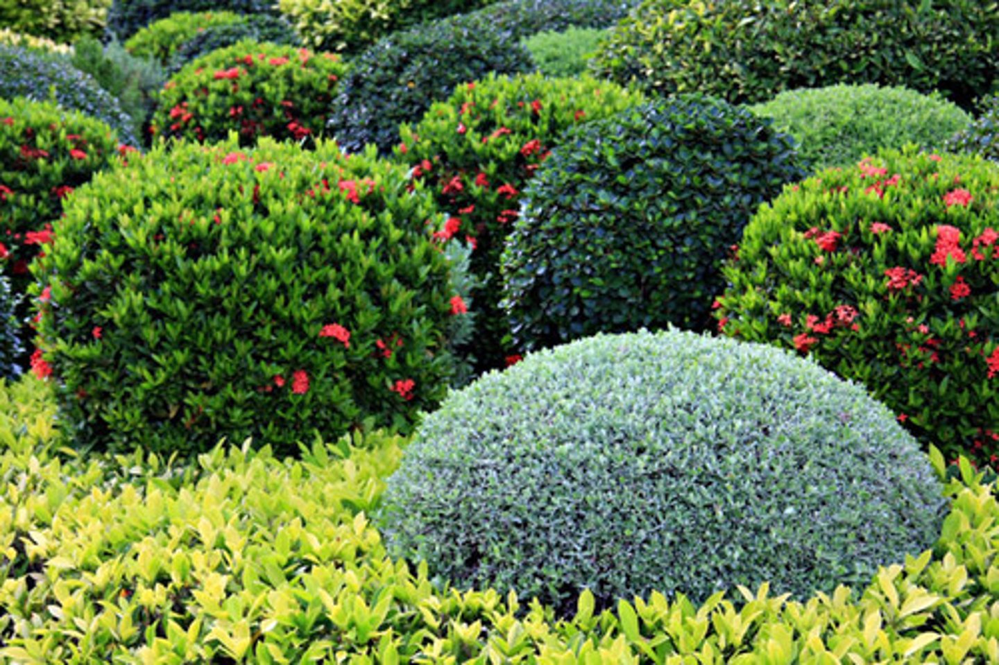 <p>shrubs</p>