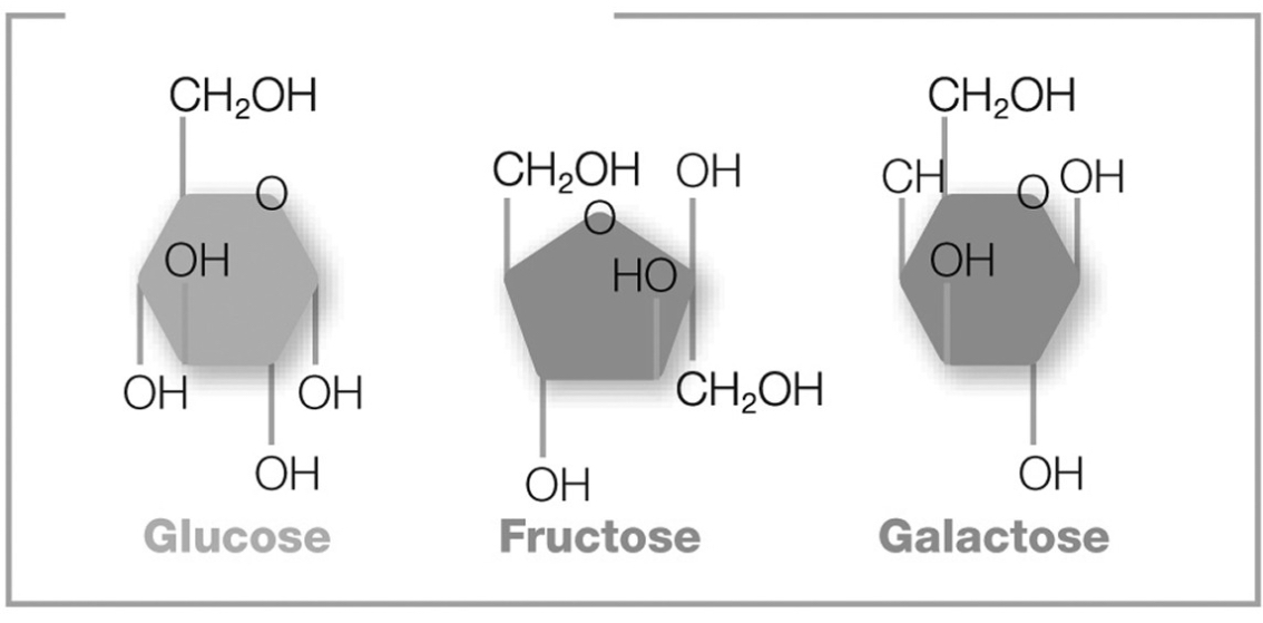 <p><span style="color: #ffffff">The pictured molecules both contain six carbon atoms, twelve hydrogen atoms, and six oxygen atoms (C6H12O6). However, these atoms are arranged differently in each molecule. What are these molecules called?</span></p>
