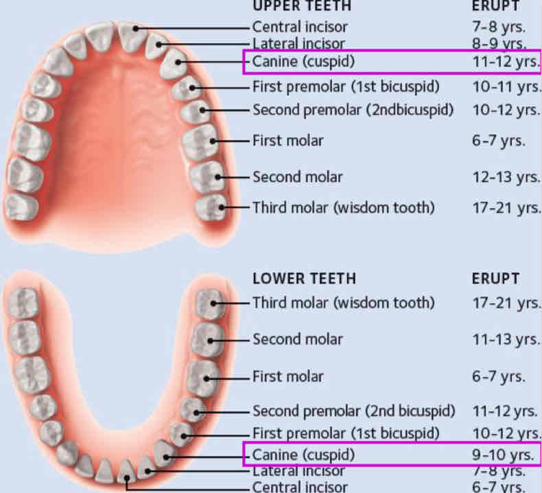 <p>when does the mandibular canine erupt?</p><p>(mandibular teeth always erupt before maxillary teeth)</p>