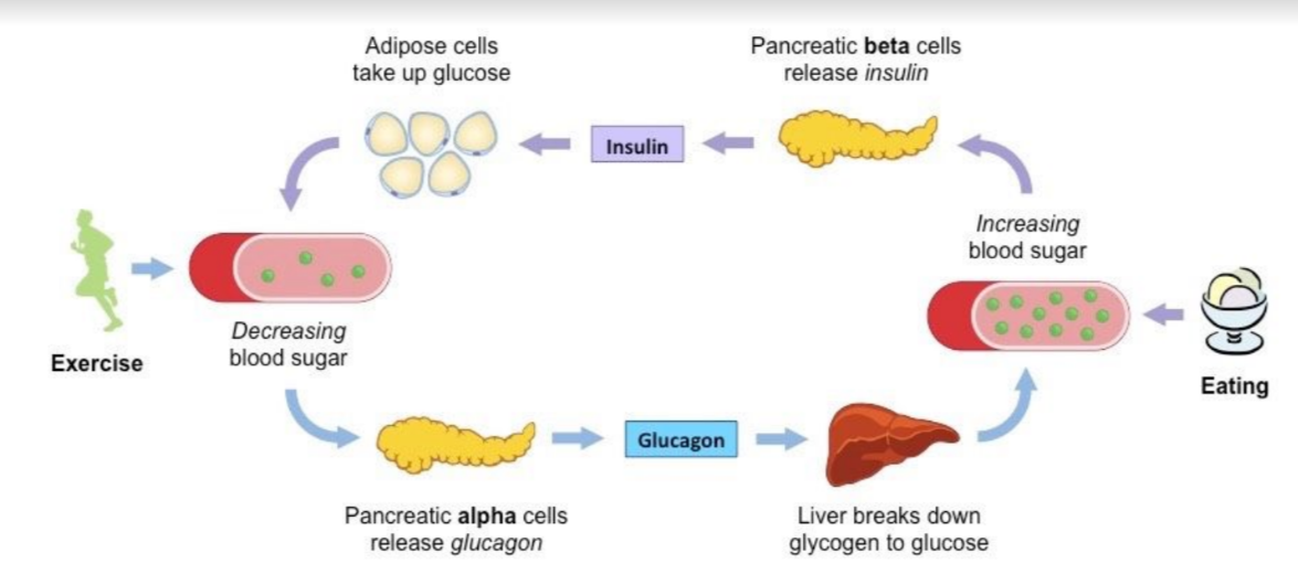 Peptide hormone released from alpha (α) cells of the pancreas + causes increase in blood glucose concentration

* Involves stimulating glycogen breakdown in the liver (glycogenesis) → promoting glucose release by the liver + adipose tissue/ decreasing the rate of glucose breakdown (by reducing cell respiration rates) 
