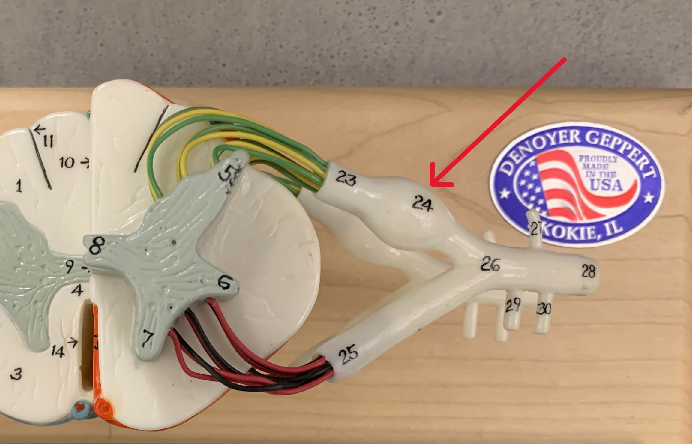 <p>Which part of the spinal cord is:</p><ul><li><p>Small bulge on dorsal root</p></li><li><p>Contains cell bodies of sensory neurons</p></li></ul><p></p>