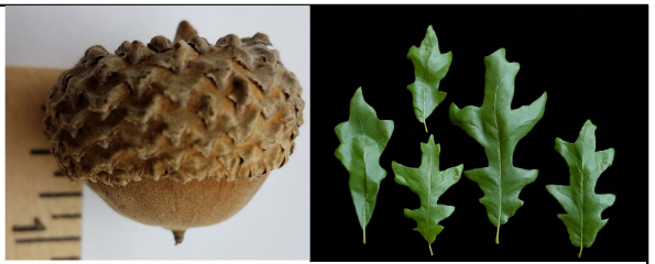 <p>Fagaceae</p><p>Quercus lyrata</p>