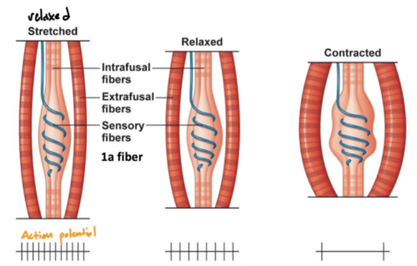 <p>when stretched (relaxed) -- high activity</p><p>when contracted (contraction) -- low activity</p><p>why? -- the function of muscle spindles is to initiate a spinal reflex when the muscle is being overstretched, therefore more action potentials will be sent when stretched</p>