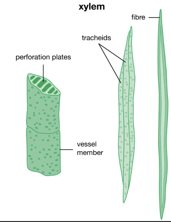 <ul><li><p><strong>Vessel Elements: </strong> contain <strong>perforations </strong>and lack both primary and secondary cell wall.</p><ul><li><p><strong>Tracheids:</strong> less differentiated and only in water conducting cells in gymnospersm and seedless vascular plants.</p></li></ul></li></ul><p></p>