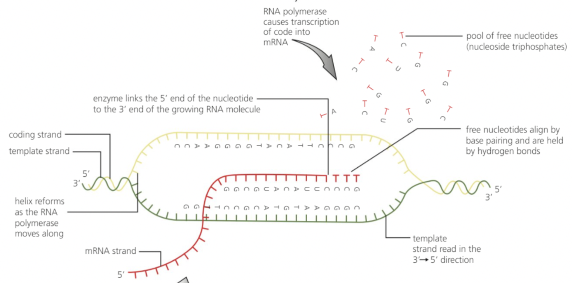 <p></p><p>3’ to 5’ is the template strand: the one used by the mRNA. </p><p>helicase opens the DNA. RNA polymerase catalyses the production of mRNA. The mRNA is essentially the same as the coding strand</p>