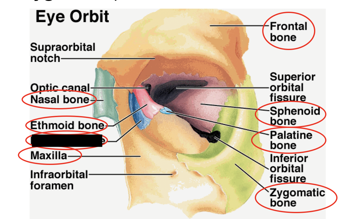 these are the bones that form the eye orbit, what bone is this?