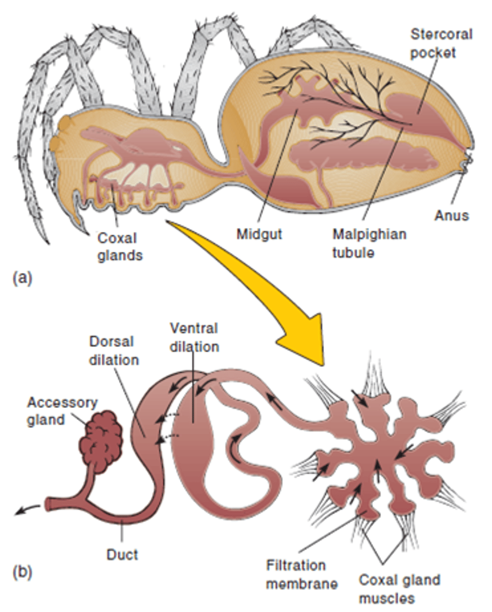 <p>What is the excretion organ in spiders (class Arachnida, phylum Arthropoda)?</p>