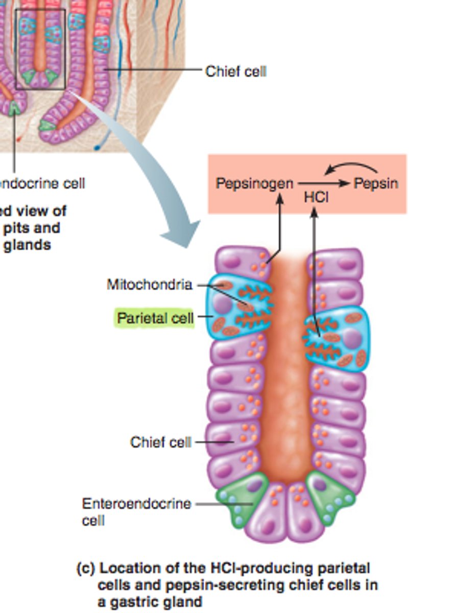 <p>Pepsinogen production</p>