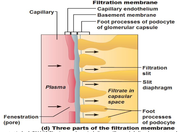 <p>Fenestrated endothelium of glomerular capillaries, Basement membrane (negatively charged), and foot processes of podocytes (w/ filtration slits)</p><p>*No macromolecules, ONLY H2O, glucose, AAs, nitrogenous wasters, solutes smaller than plasma proteins pass (NO blood cells pass)</p>