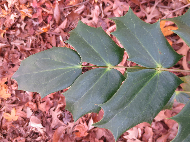 <p><span style="background-color: transparent;"><strong>Berberis bealei — Leatherleaf mahonia</strong></span></p>