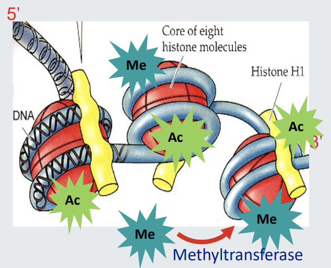 <ul><li><p><strong>Methylation (Me)</strong>:</p><ul><li><p>Affects the expression of genes involved in the structure and function of synapses.</p></li><li><p><u>Can lead to changes in:</u></p><ul><li><p>Spine number.</p></li><li><p>Dendritic branching.</p></li><li><p>Behaviour (e.g., increased hypersensitive passive avoidance behaviour).</p></li></ul></li><li><p><strong>Irreversibility</strong>: Generally considered irreversible.</p></li></ul></li><li><p><strong>Acetylation (Ac)</strong>:</p><ul><li><p>Affects the expression of genes.</p></li><li><p><strong>Reversibility</strong>: Generally considered reversible.</p></li></ul></li></ul><p></p>