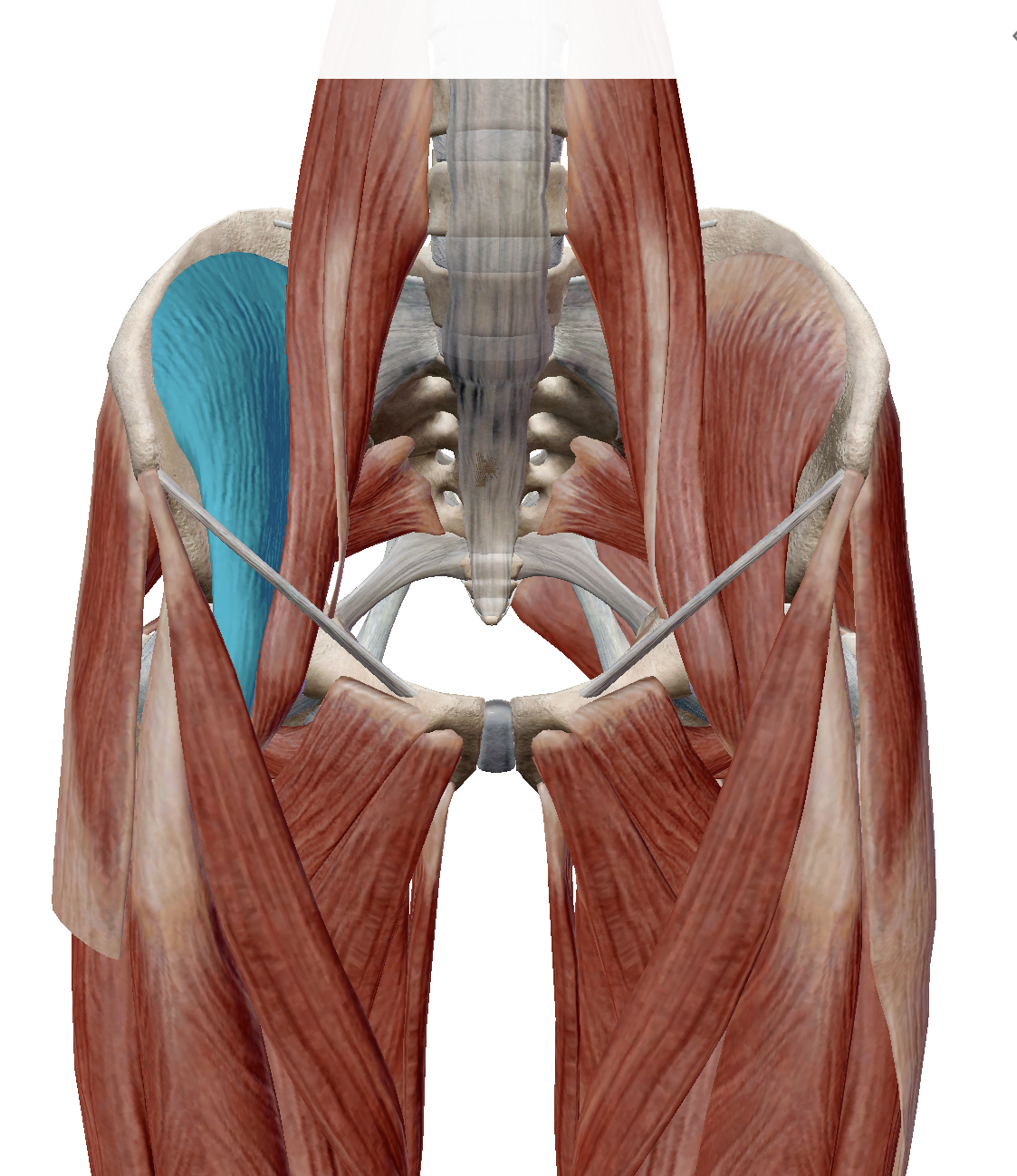 <p>Identify the highlighted muscle</p>