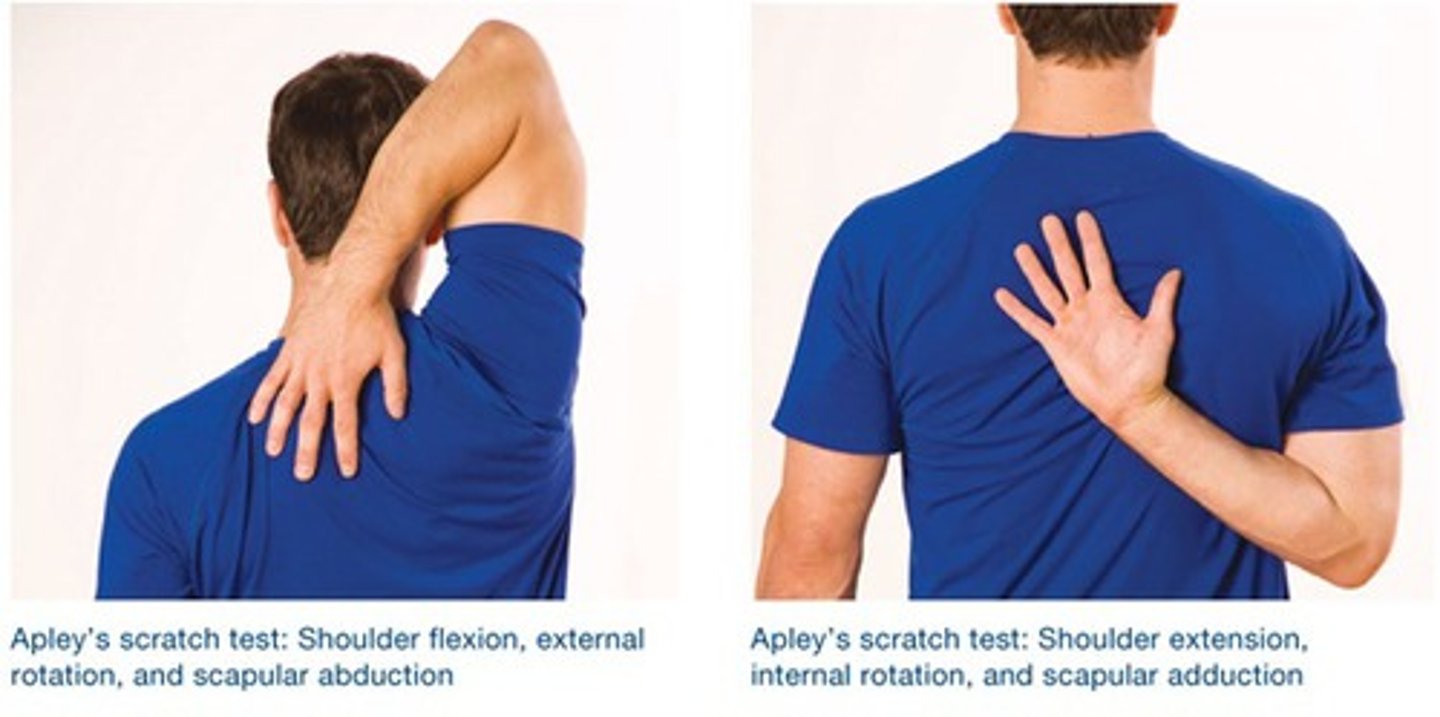 <p>the movement of a joint toward the center of the body</p>