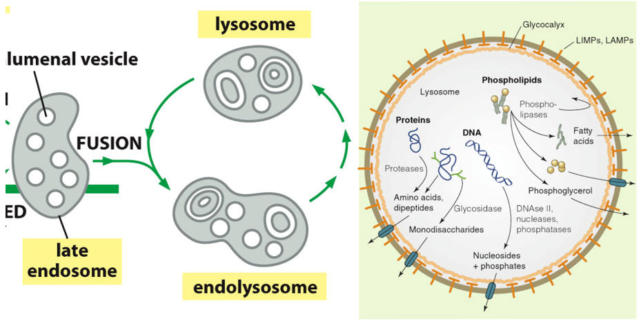 the lysosome fuses with the endosome

* lysosome enzymes come from Golgi
* everything is digested by enzymes
* transporters kick nutrients out to be recycled