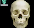 <p>nasal septum</p>