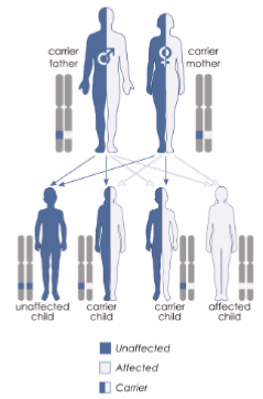 <ul><li><p>inherited in an autosomal recessive</p><ul><li><p>severe brain development defects</p></li><li><p>Hypomyelination</p></li><li><p>Apnea (stop breathing)</p></li><li><p>Abnormal renal function</p></li><li><p>Patient usually does not survive beyond one year</p></li></ul></li></ul><p></p>