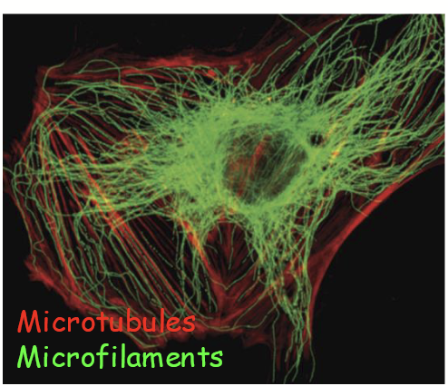 <p>Type of fluorescence microscopy that relies on dye-conjugated antibodies.</p>