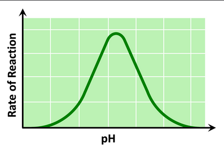 <p><span>As pH increases or decreases from the optimal - enzymes <strong>denature </strong>and photosynthesis decreases</span></p><ul><li><p><span><u>Practical application:</u></span></p><p><span>Acid rain causes soil to become <br>acidic slowing the growth of <br>plants - so we put down base to <br>neutralize on a yearly basis.&nbsp; <br><br></span></p></li></ul><p></p>