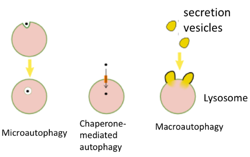 <ol><li><p>Microautophagy: the lysosome incorporates</p></li></ol><p>soluble cytoplasmic proteins. The lysosome engulfs</p><p>small amounts of cytoplasm containing the proteins to</p><p>be degraded (never big structures)</p><p></p><ol start="2"><li><p>Chaperone-mediated autophagy: lysosomes directly captures the proteins the be degraded by a receptor, called chaperone</p></li></ol><p></p><ol start="3"><li><p>the lysosome engulfs a vesicle contains large amount of protein or entire organelle </p></li></ol><p></p>