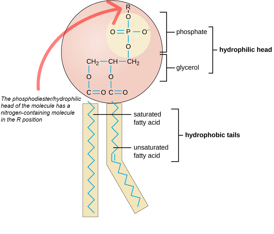 <p>Phospholipids (Hydrolyzable lipids)</p>