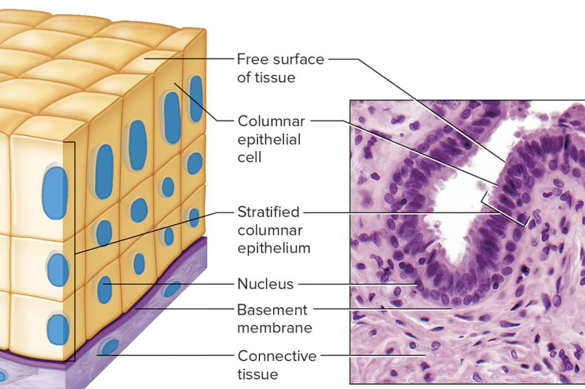 <p>superficial epithelial cells are elongated, while basal layers consist of cube-shaped cells. Stratified columnar epithelium are found in part of the male urethra and line the larger ducts of exocrine glands </p>