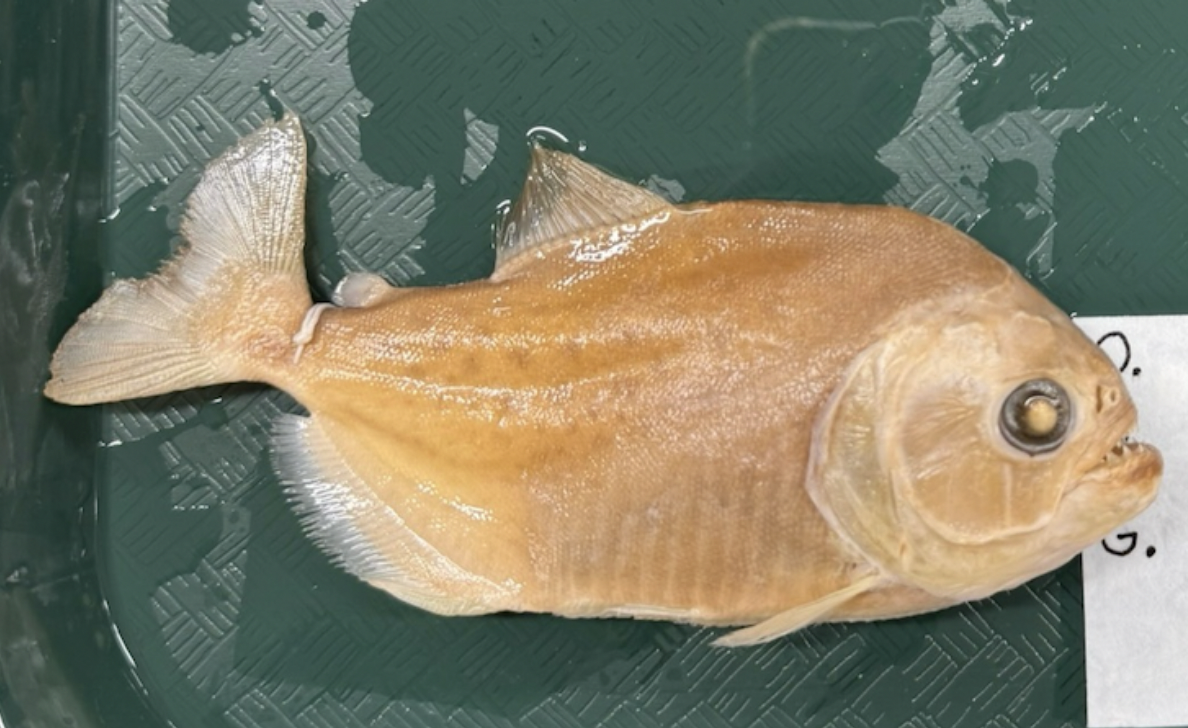 <p>Red Bellied Piranha<strong> Order</strong></p>