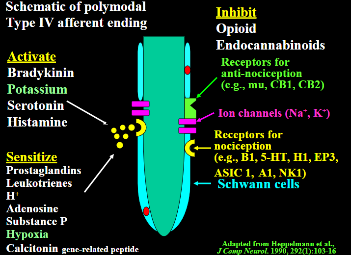 <p>Polymodal Type IV afferent ending</p>