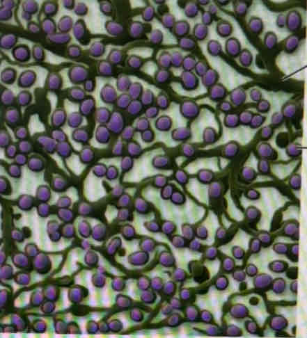 <p>What tissue is this?</p>
