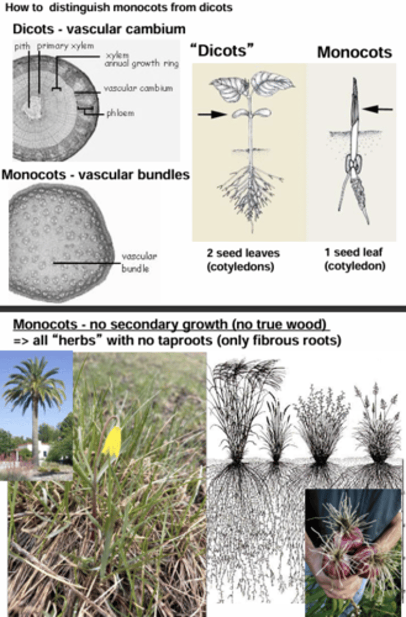 <p>Dicots - 2 seed leaves (cotyledons)</p><p>Monocots - 1 seed leaf (cotyledon)</p><p>Dicots - vascular cambium</p><p>Monocots - vascular bundles</p><p>Monocots have no secondary growth (no true wood) they are all “herbs” with no taproots (only fibrous roots)</p><p>Dicots - reticulate venation Monocots - parallel venation</p><p>Monocot flowers = 3-merous</p>