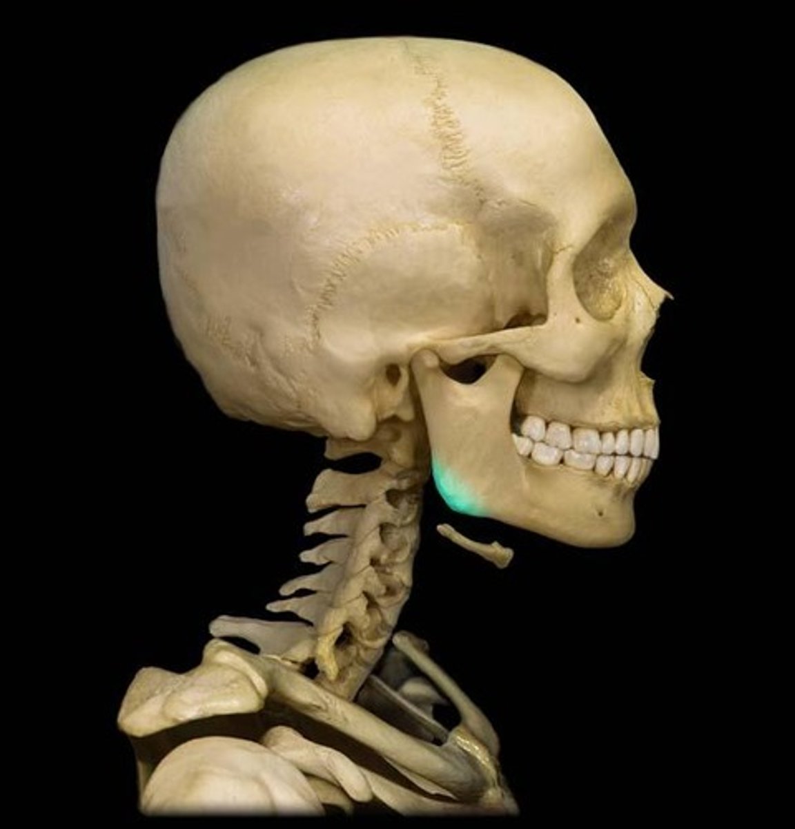<p>What divides each half of the mandible into two main parts?</p>