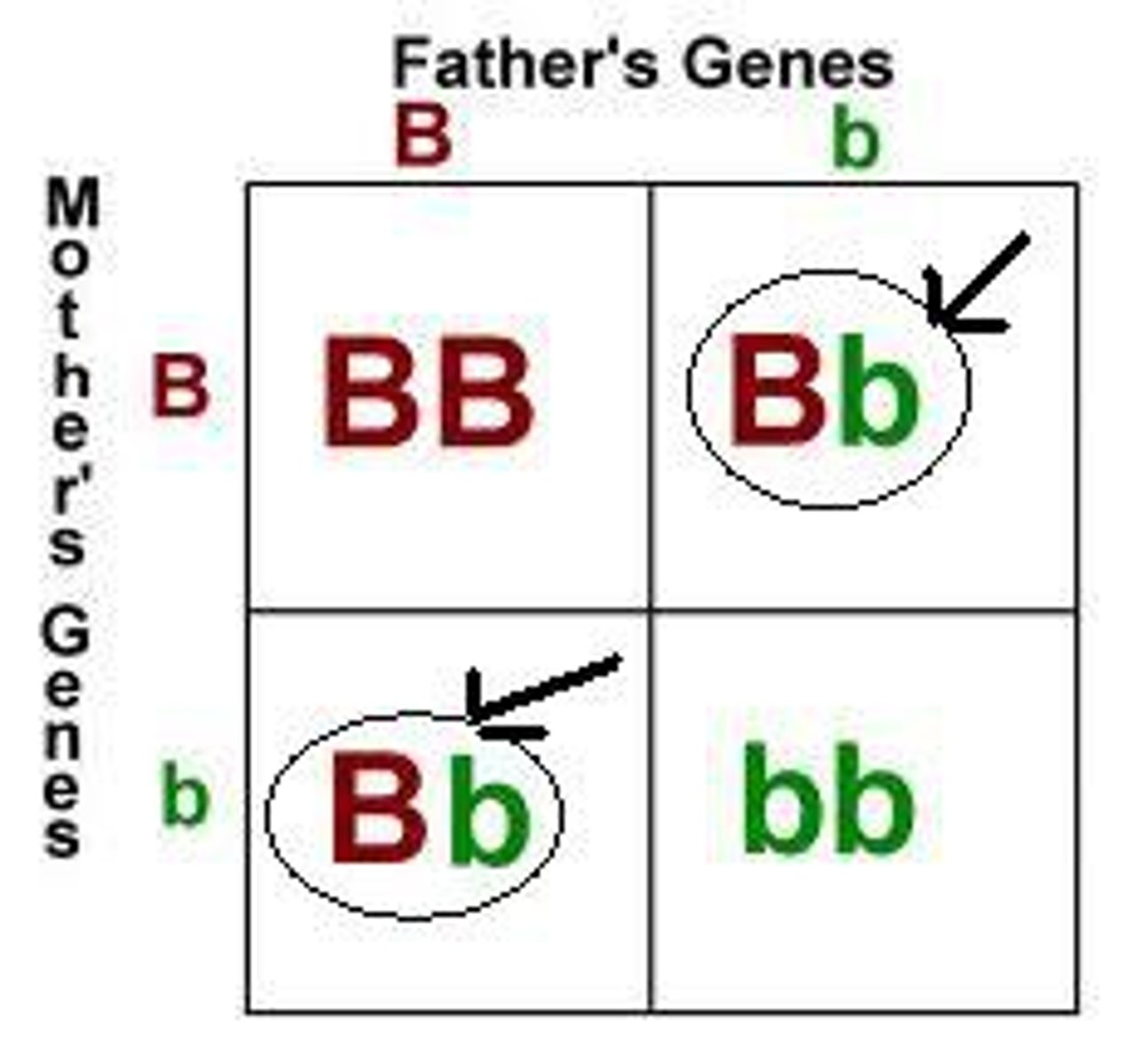 <p>Different alleles. Ex Aa Bb</p>