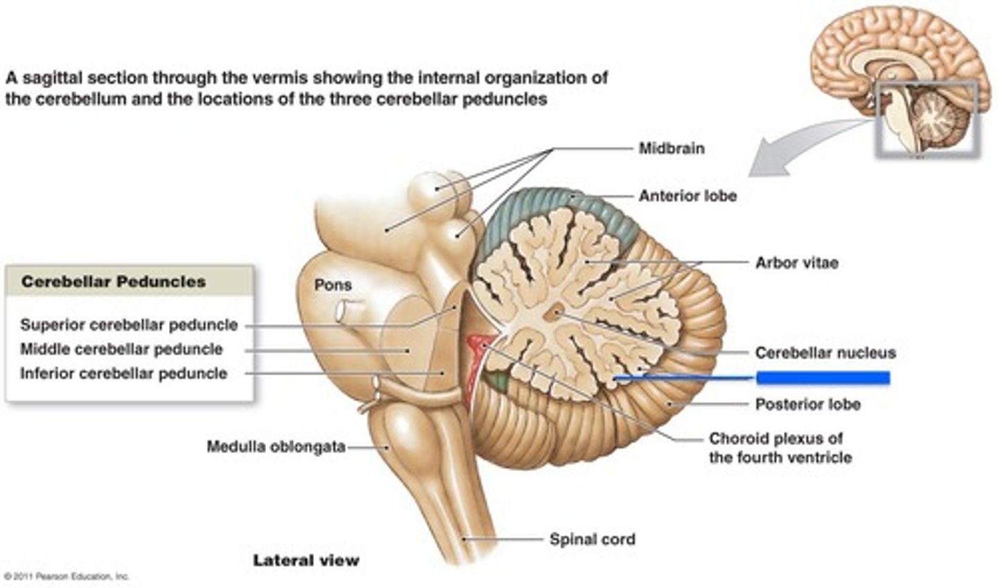 <p>- extensive branching <br>- emerging only from peripheral half of cell</p>