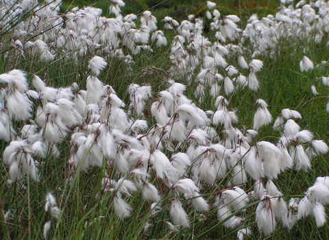 <p>Common cottongrass</p>