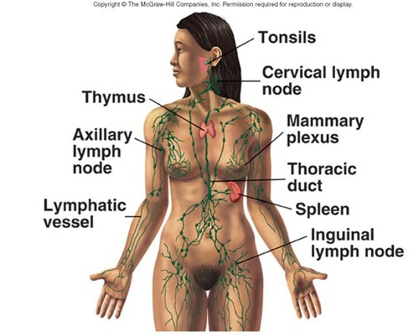 <p>Thoracic duct -> left jugulovenous angle</p>
