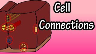 <p>Bind cells together; provide permeability barrier and communication; think of a kid building blocks, cells are like the blocks, they wouldn&apos;t get knocked over if they had been connected</p>