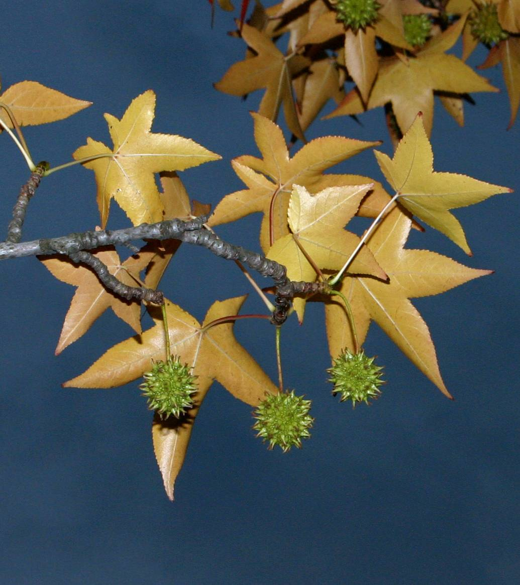 <p></p><p>-2 stipules at base of petiole</p><p>-palmately lobed leaves</p><p>-balsamic oleo-resin</p>