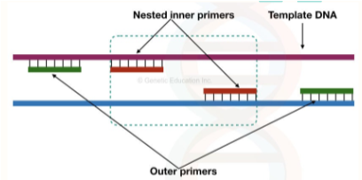 <ul><li><p><span>Increases specificity and sensitivity</span></p></li><li><p><span>Two pairs of primers are used in two separate runs</span></p></li><li><p><span>First pair of primers--amplify sequence of interest</span></p></li><li><p><span>Second pair--binds slightly inside of first pair</span></p></li><li><p><span>How would this increase sensitivity and specificity?</span></p><ul><li><p><span>Sensitivity = allows for more cycles to be run</span></p></li><li><p><span>Specificity = corrects for misprimes and other issues when the cycles are run; binding of two separate sets of primers to the same target template</span></p></li></ul></li></ul><p></p>