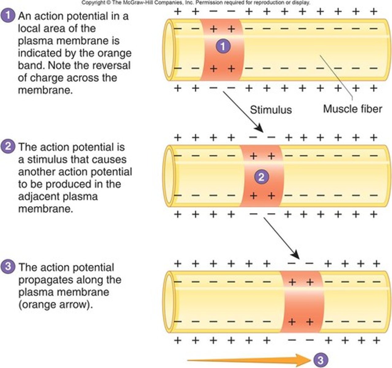 <p>-process the electrical signal moves across axon</p><p>-local</p><p>-depolarisation</p><p>-repolarisation</p><p>-after occur, the segment of axon is resting</p>