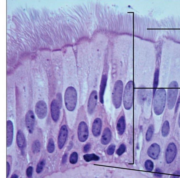 <p>What type of tissue is this </p>