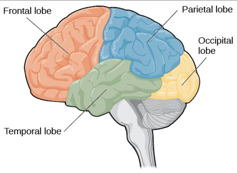 <p>The part of the brain responsible for processing sounds and managing memory.</p>