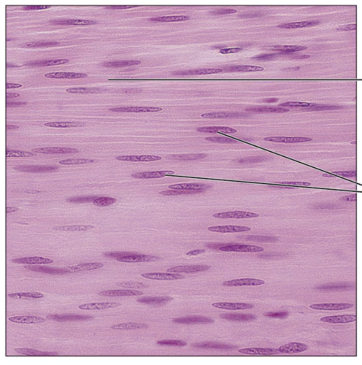 <p>Identify the tissue.</p>