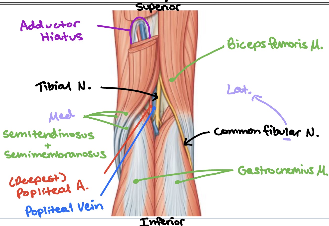 <ul><li><p>Diamond-shaped area in the back of the knee</p></li><li><p>Popliteal artery pulse is difficult to palpate due to depth</p></li></ul><p></p>