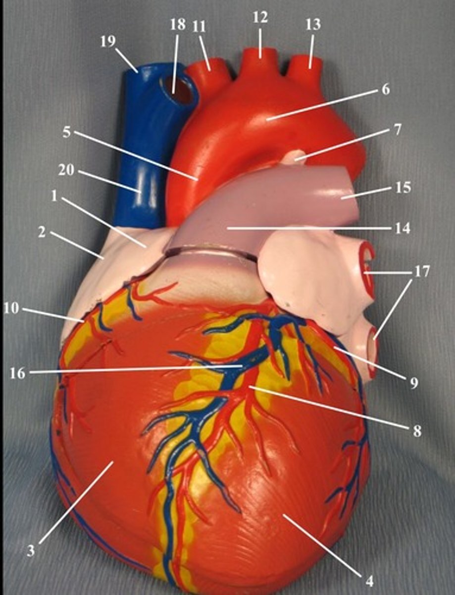 <p>contain oxygen-rich blood</p>