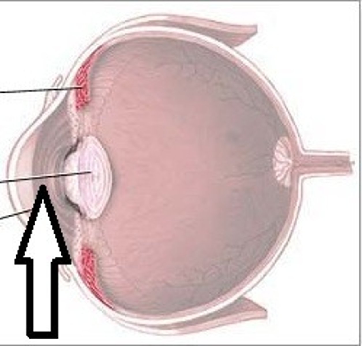 <p>separates lens and cornea</p>