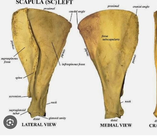 <p>spine fades out distally with trapezius tubercle</p>