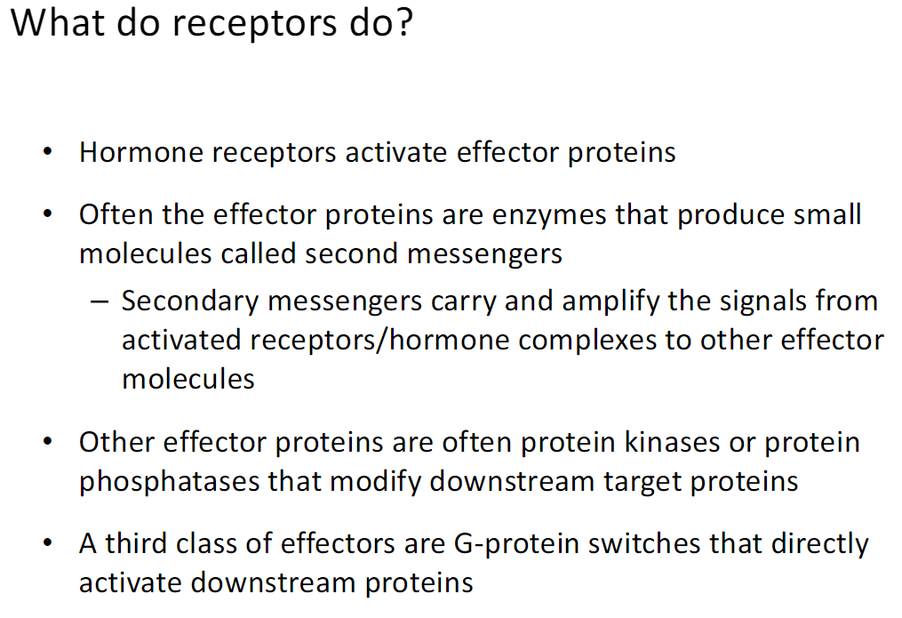 <p><strong>Overview</strong><br> Receptors sense hormones and activate <strong>effector proteins</strong> inside the cell</p><p><strong>Effector Proteins</strong><br> Some are <strong>enzymes</strong> that make <strong>second messengers</strong> → carry and amplify the signal<br> Some are <strong>kinases or phosphatases</strong> → modify downstream proteins by adding or removing phosphate groups<br> Some are <strong>G-protein switches</strong> → directly activate downstream proteins</p><p><strong>Outcome</strong><br> Receptors transmit the hormone signal and control cellular responses like metabolism, function, or gene expression</p>