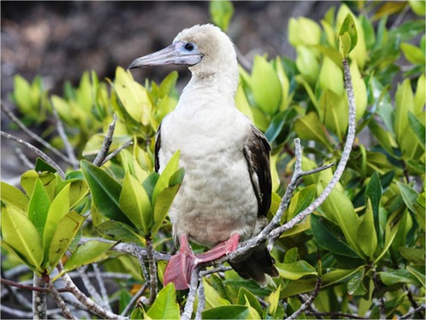 <p>red-footed booby</p>