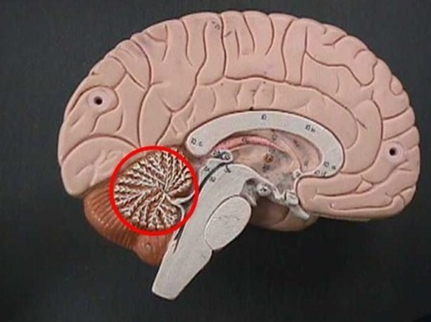 <p>white matter of the cerebellum</p><p>tree of life</p>