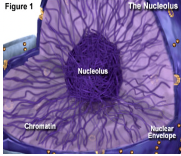 What is Chromatin