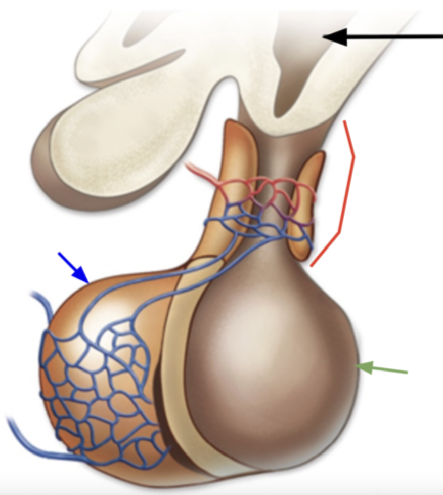 <p>What structure is indicative of the blue line?</p>